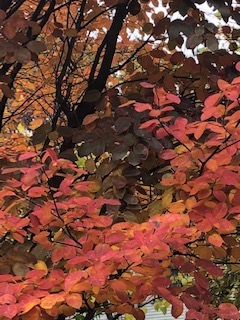 پاییز بوستون به روایت تصویر